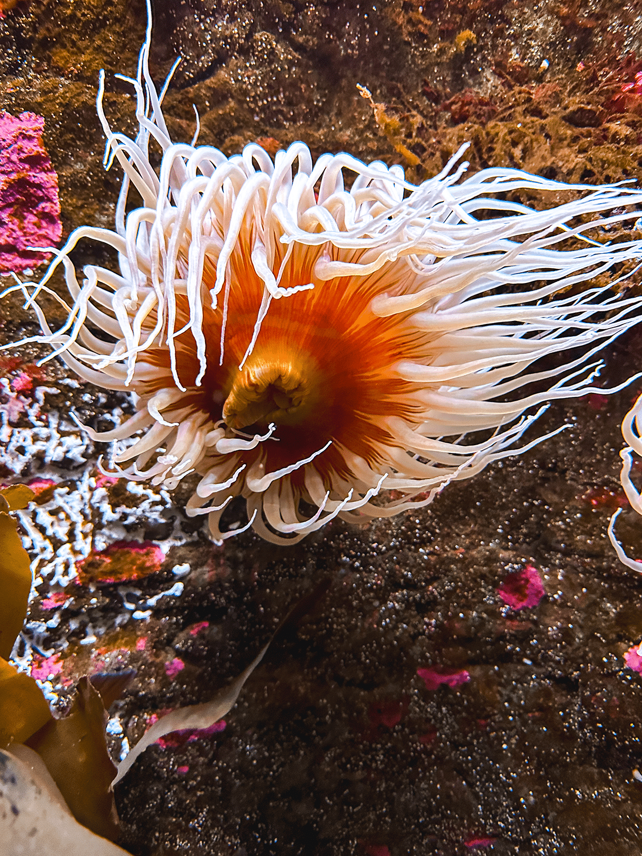 Sea anemone at the Seattle Aquarium- photo credit Keryn Means