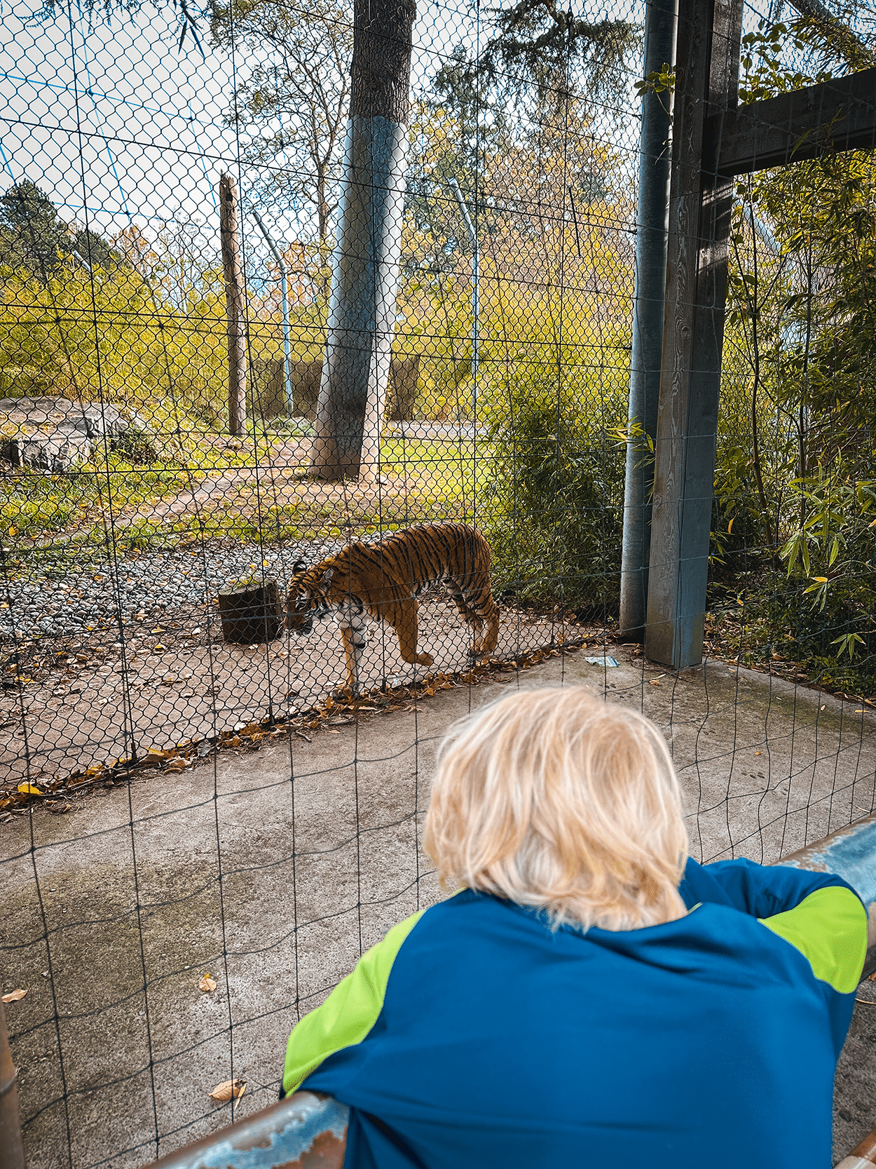 Malayan tiger in Woodland Park Zoo- photo credit keryn means Twist Travel Magazine
