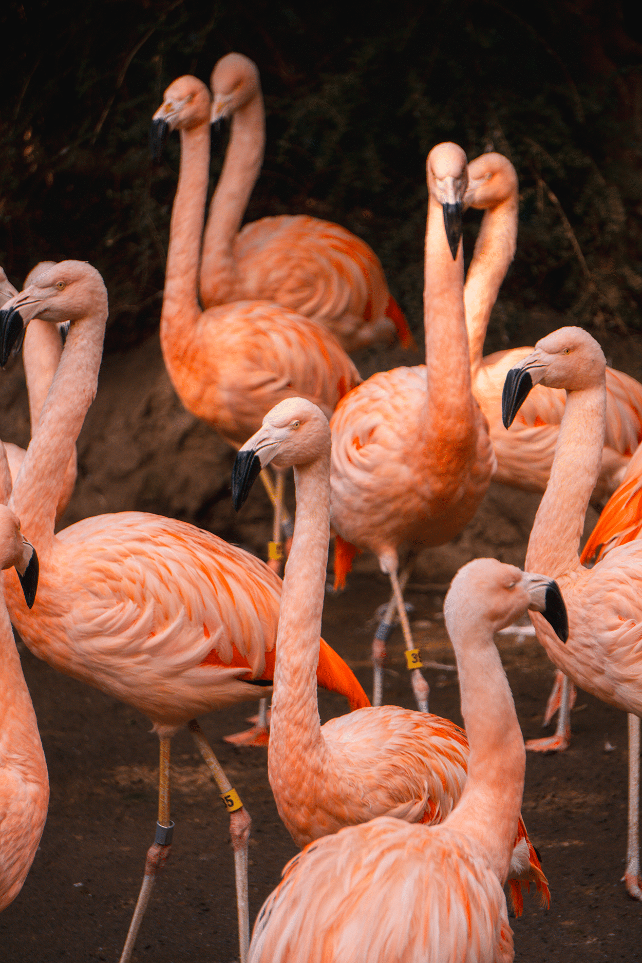 Flamingos at the Woodland Park Zoo Seattle Washington- photo credit keryn means Twist Travel Magazine