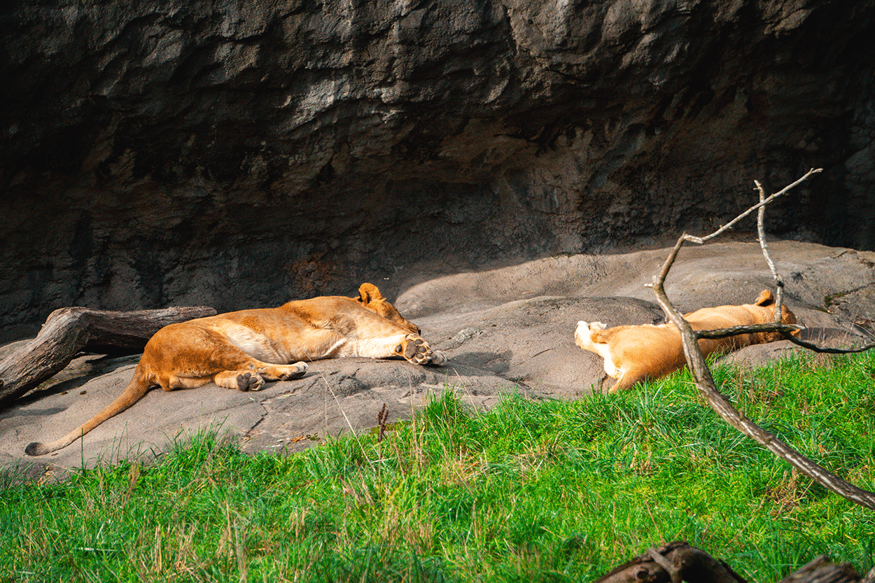 Lions sleeping in their habitat at the Woodland Park Zoo in Seattle WA- photo by Keryn Means Editor of Twist Travel Magazine