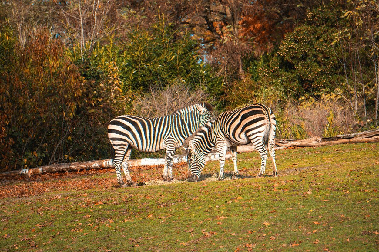 Zebras on the African Savanna in Woodland Park Zoo- photo credit keryn means Twist Travel Magazine