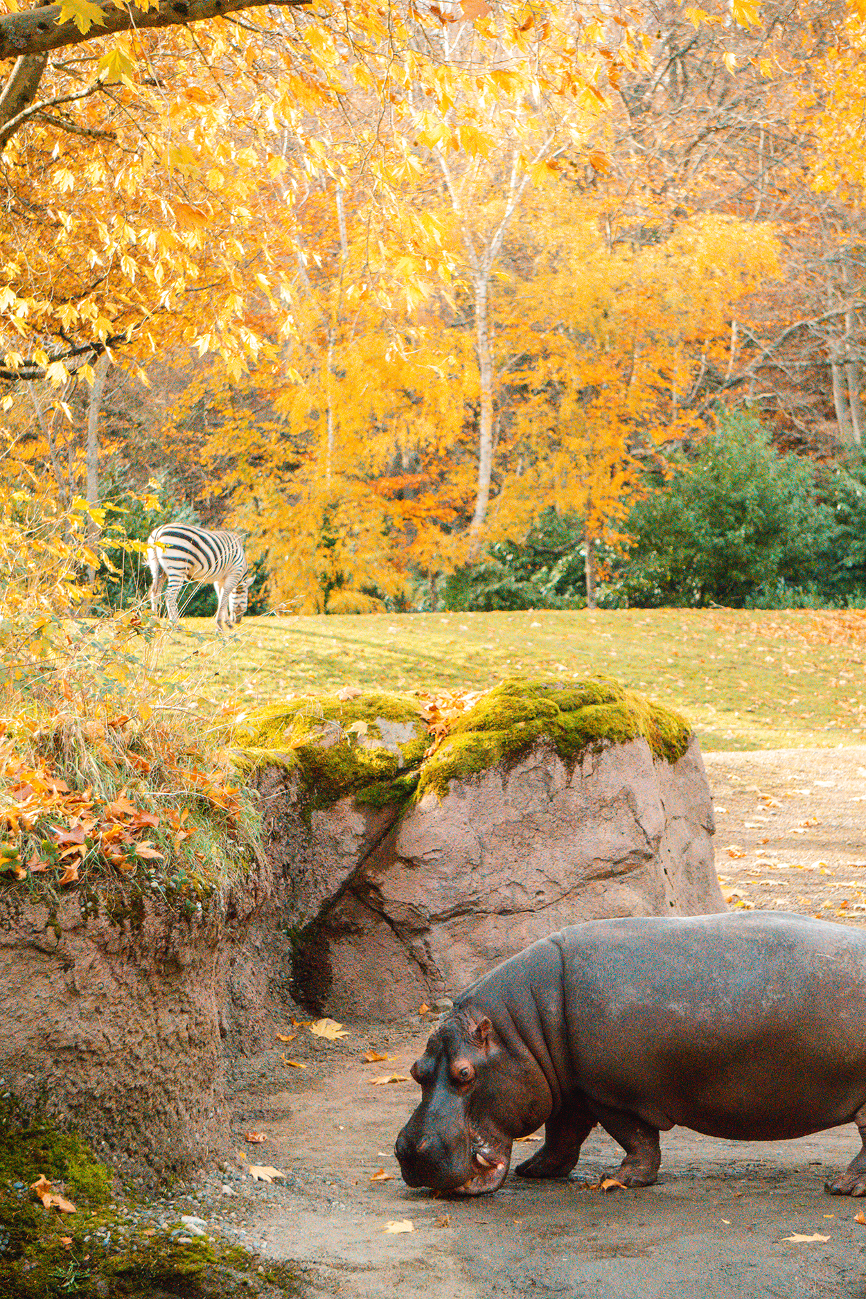Hippo and zebra on the African Savanna in Woodland Park Zoo- photo credit keryn means Twist Travel Magazine