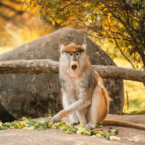 Patas Monkey on the African Savanna in Woodland Park Zoo- photo credit keryn means Twist Travel Magazine
