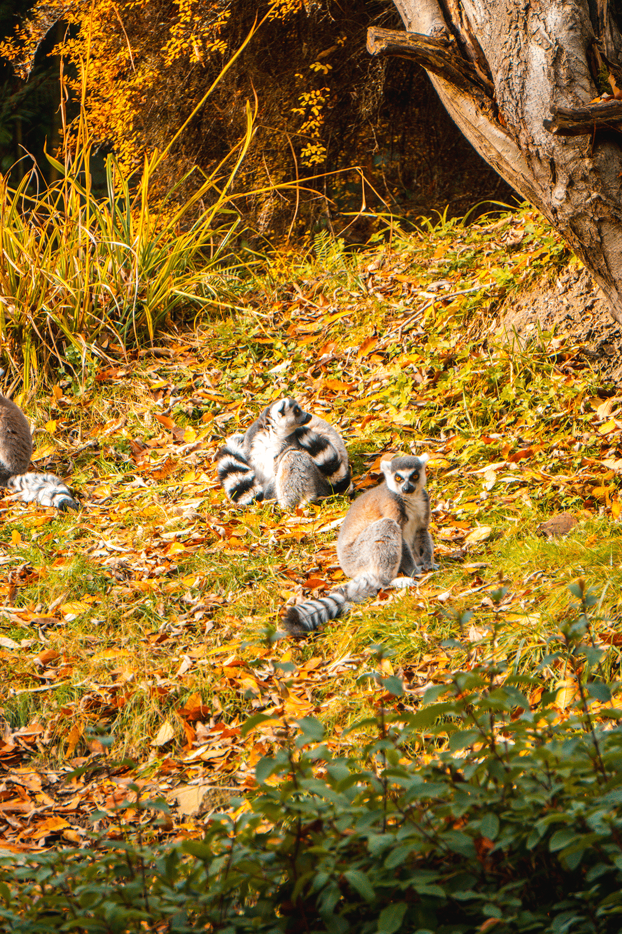 Lemurs at the Woodland Park Zoo Seattle WA -keryn means Twist Travel Magazine