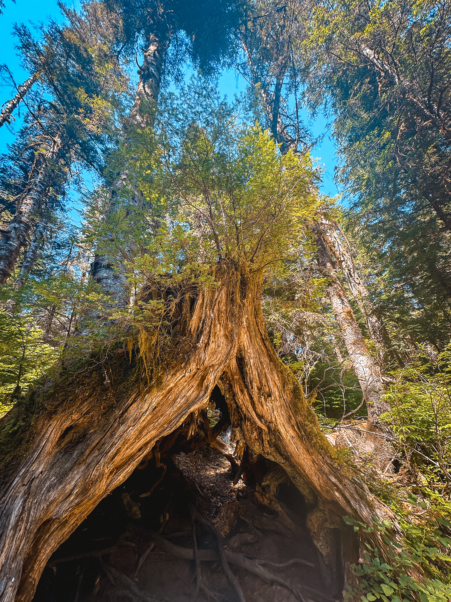 Big Four Ice Caves: Easy Washington Hike With Epic Views 9 Big Four Ice Caves hike in Washington state