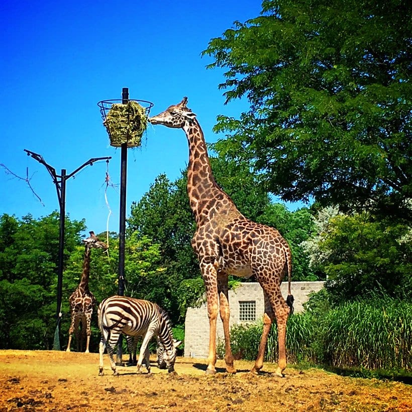 Pittsburgh Zoo and PPG Aquarium with Kids