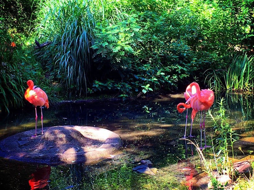 Flamingos at Pittsburgh Zoo and PPG Aquarium