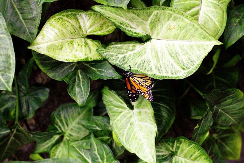 Warm up with the butterflies this winter at the Pacific Science Center.