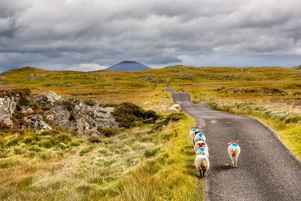 Connemara Ireland - Sheep Crossing the Road - Driving in Ireland