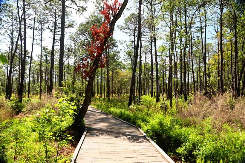 Carolina Beach State Park