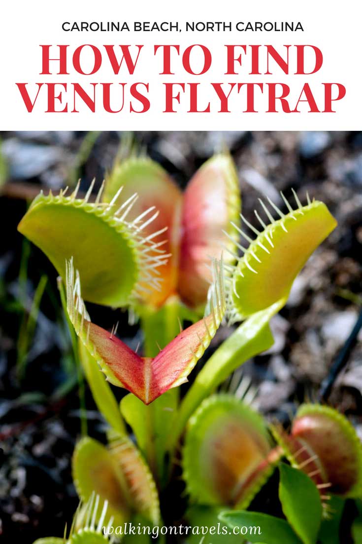 How to find wild Venus Flytrap in Carolina Beach North Carolina: Hiking in Carolina Beach State Park means giant pine cones, venus flytraps and kayaking. #venusflytrap #northcarolina #carolinabeach