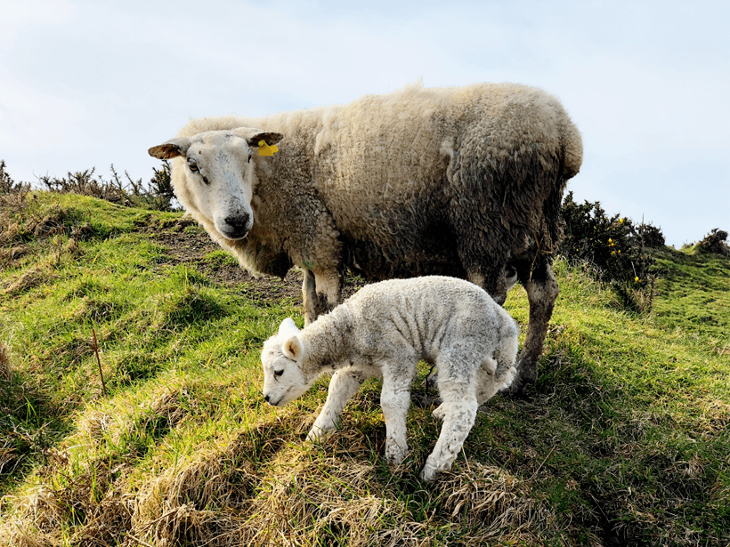 Visiting Ireland