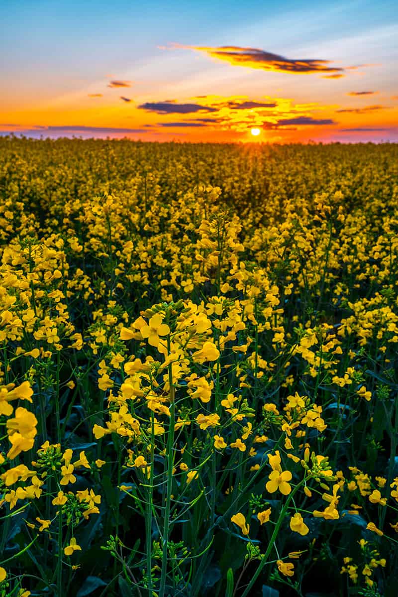 Edmonton Alberta