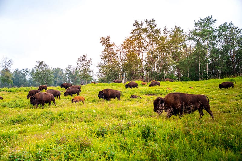 Elk Island National Park