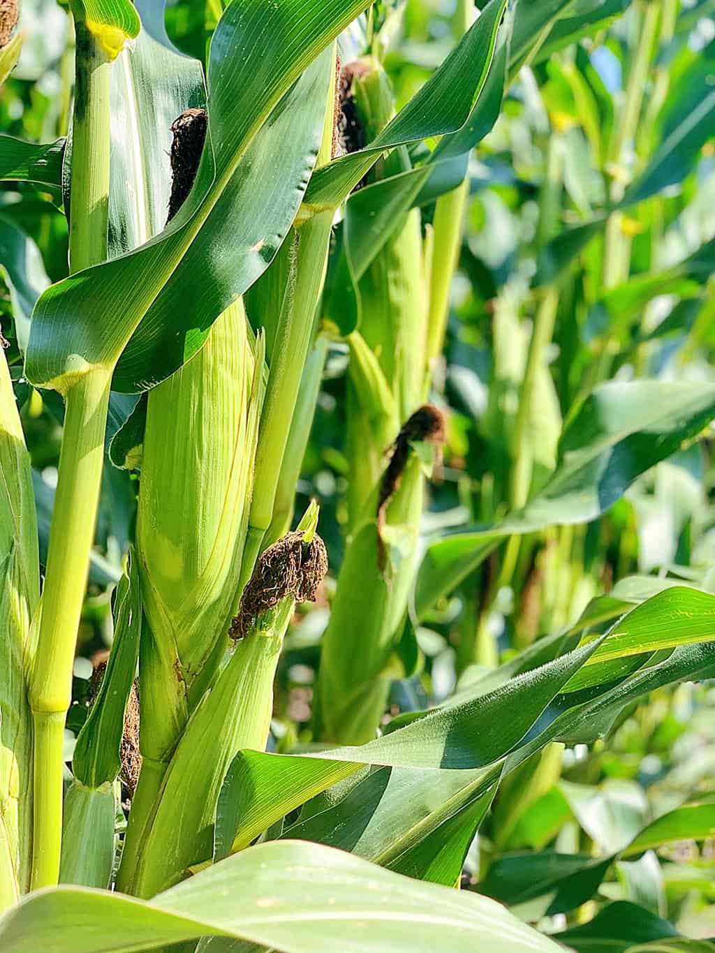 North Dakota Corn