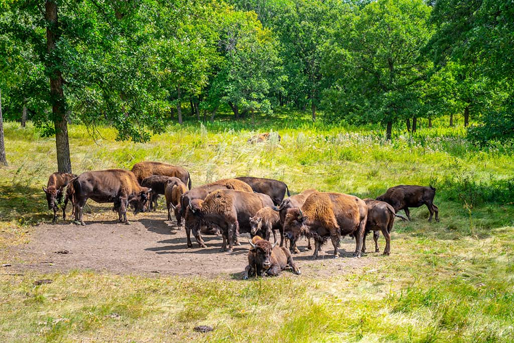 Sullys Hill National Game Preserve