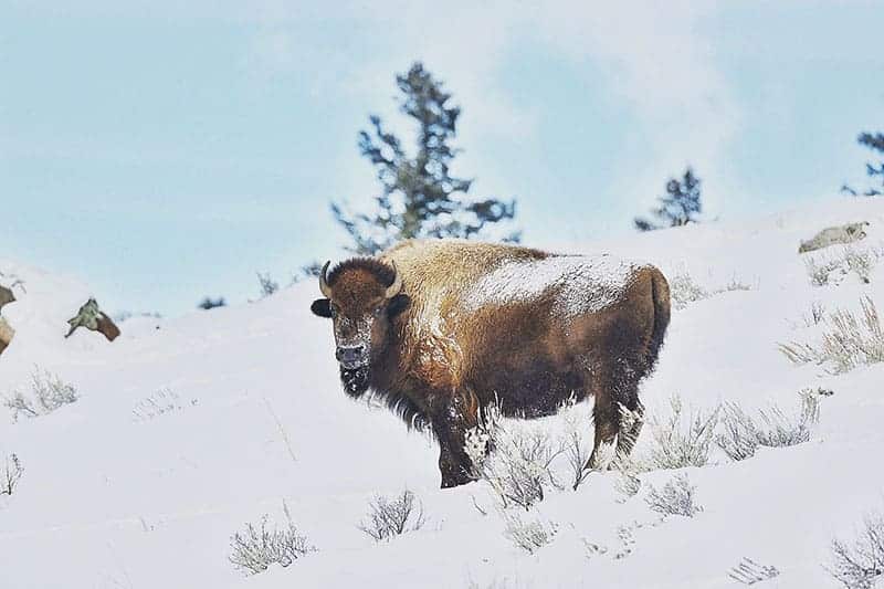 Yellowstone National Park Winter