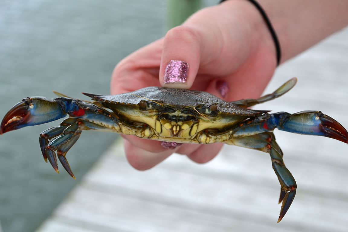 She Crab Virginia