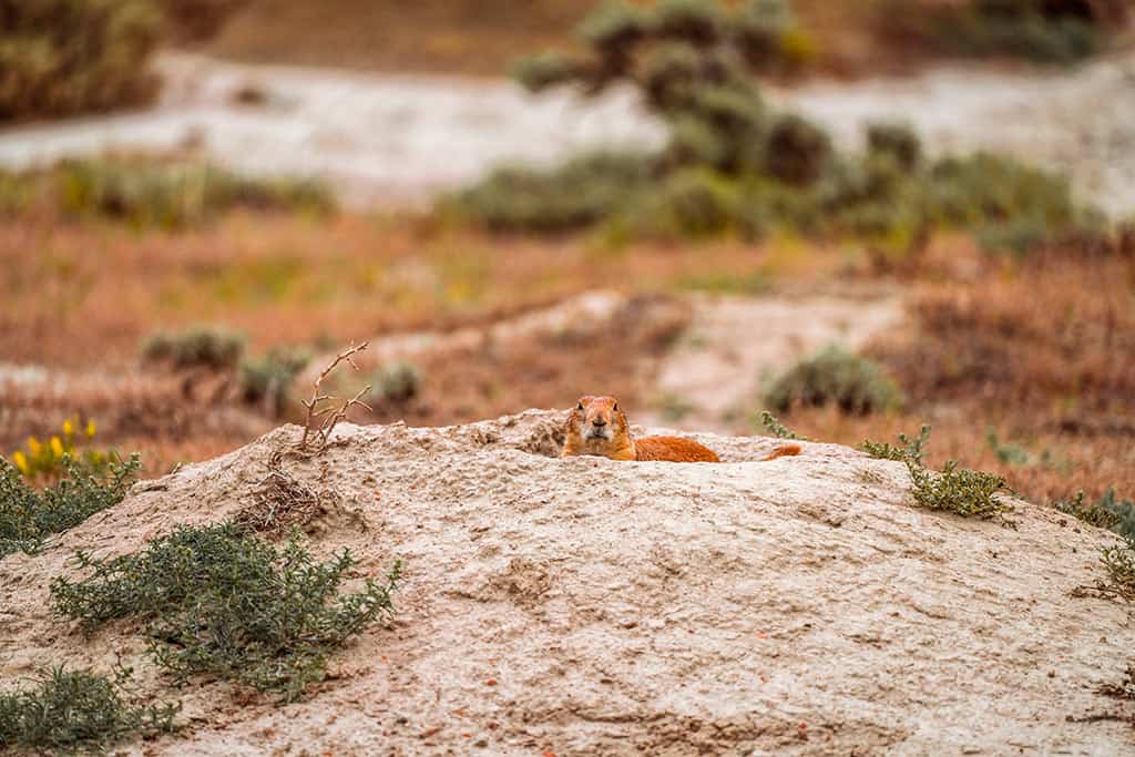 Theodore Roosevelt National Park