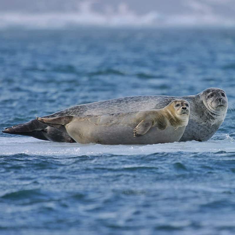 Iceland Seals
