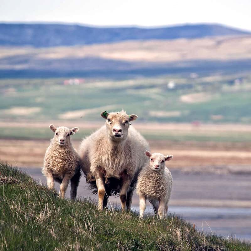 Iceland Sheep
