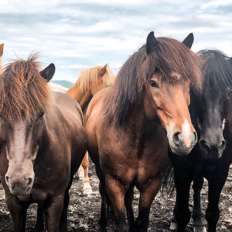 Iceland Wild Horses