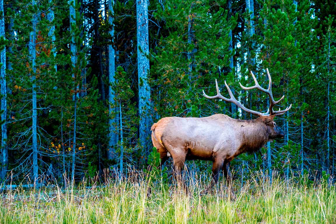 Animals in Yellowstone