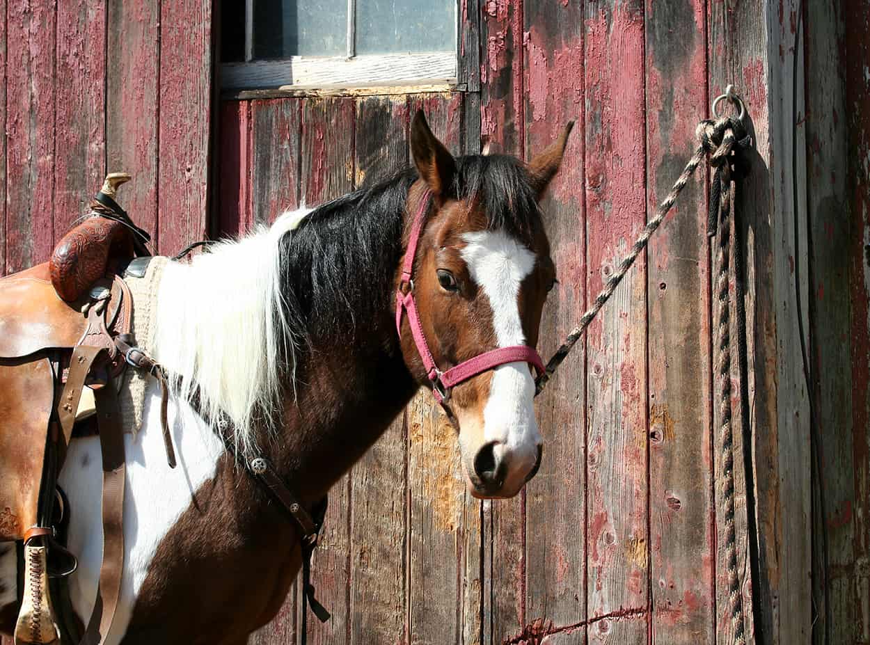 Horse Trail rides in Zion National Park