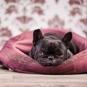 Travel Beds for Dogs