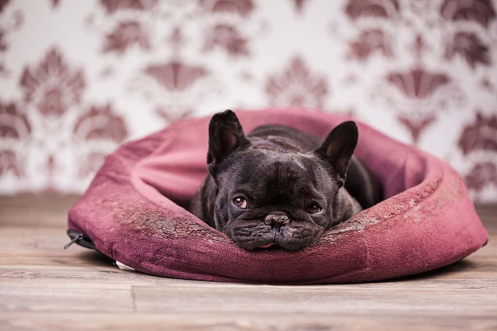 Travel Beds for Dogs