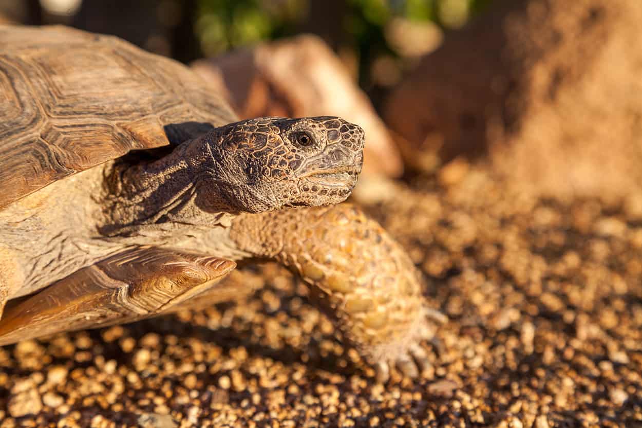 Hiking in Scottsdale desert tortoise