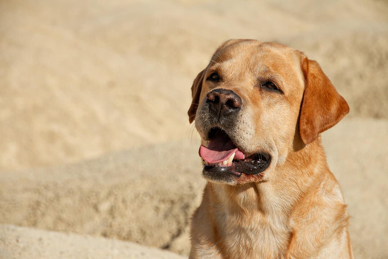 Dog hiking in the desert