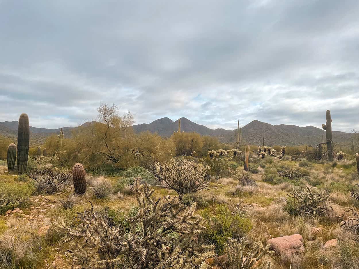 Lost Dog Wash Trail Hiking in Scottsdale AZ