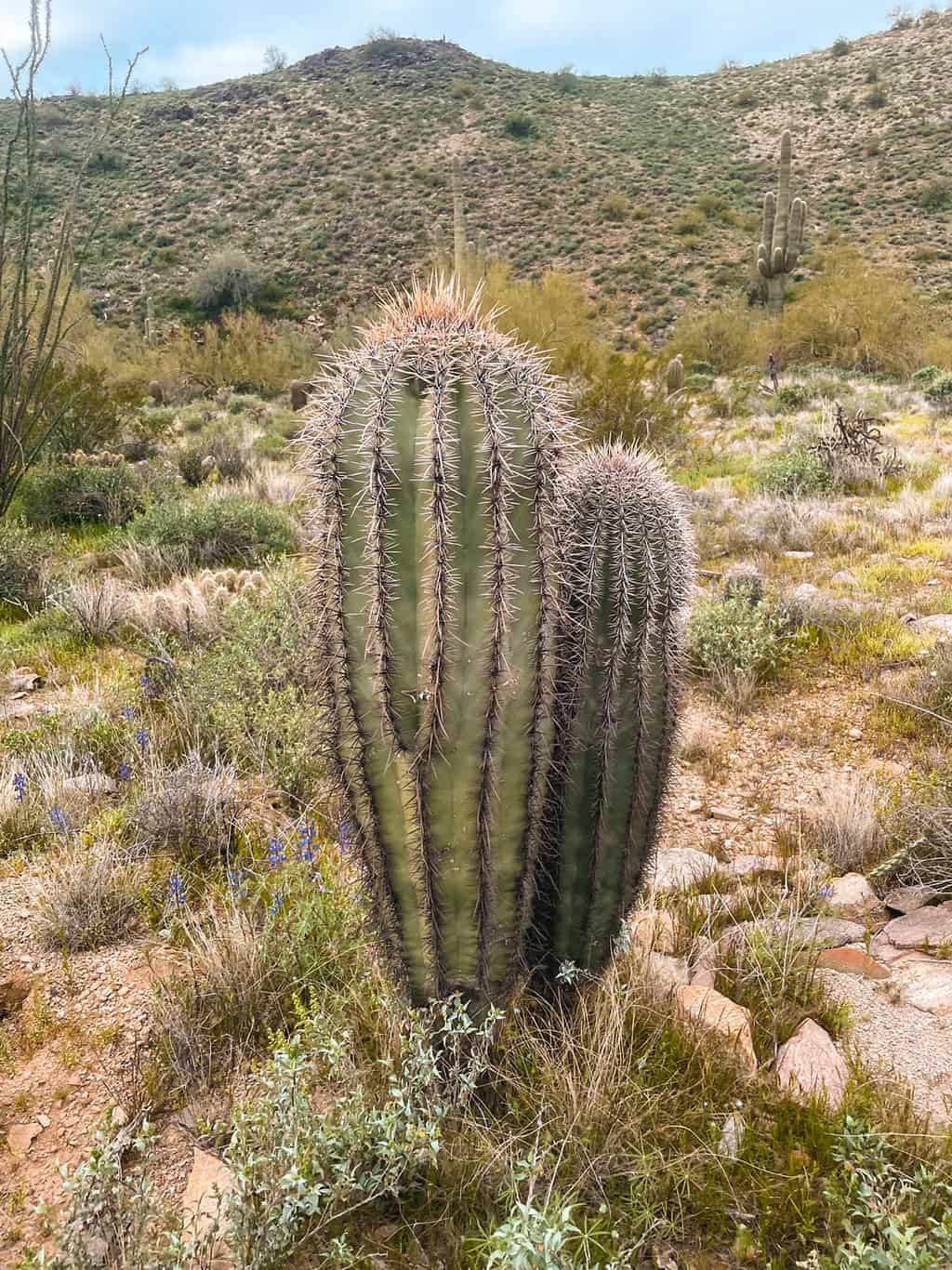 Lost Dog Wash Trail Hiking in Scottsdale AZ