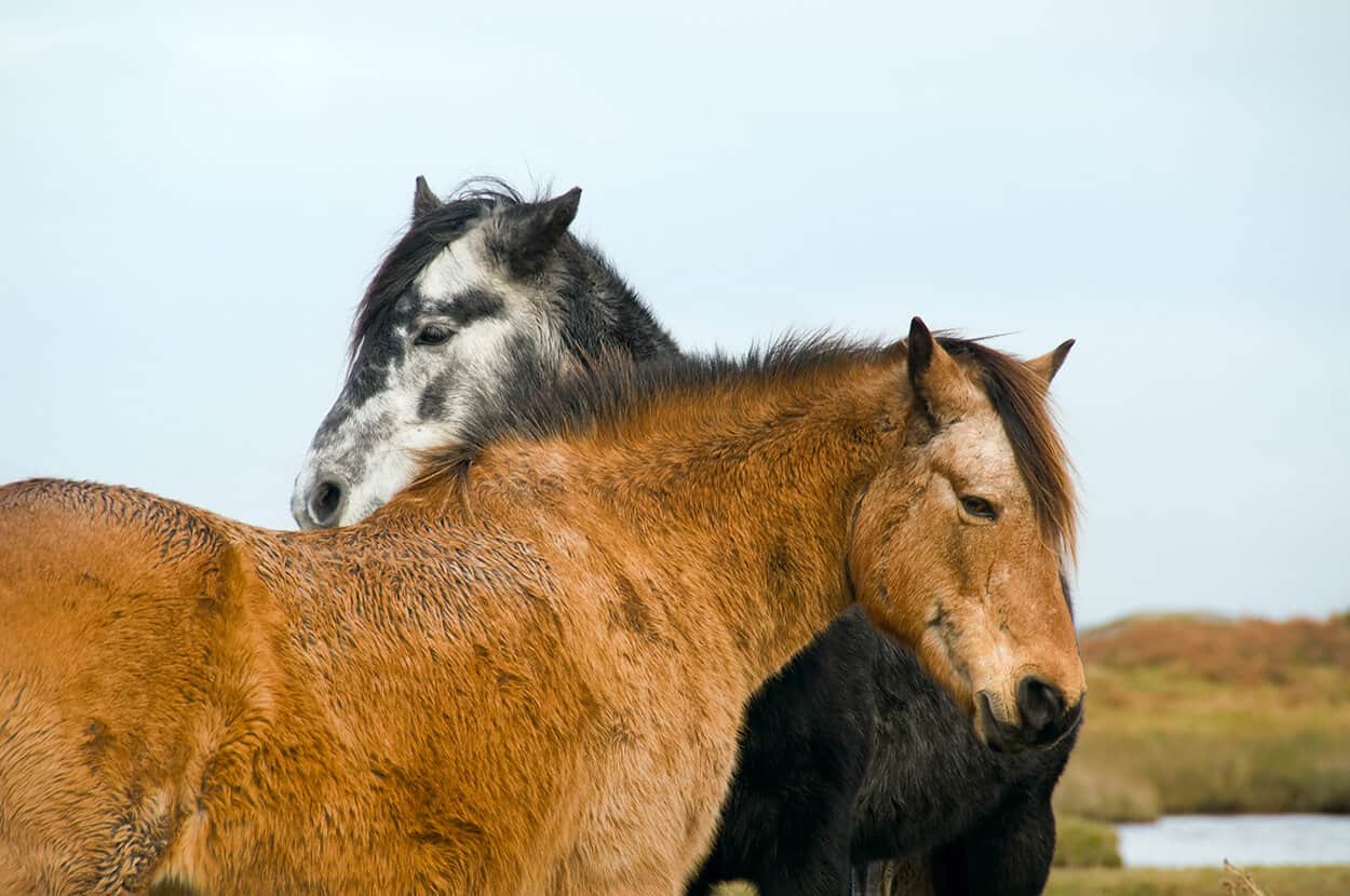 Connemara National Park - Connemara ponies