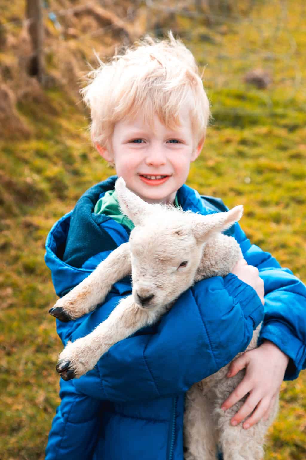 Baby Lambs Dingle Ireland