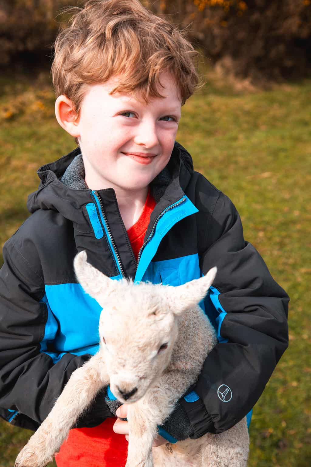 Baby Lambs Dingle Ireland