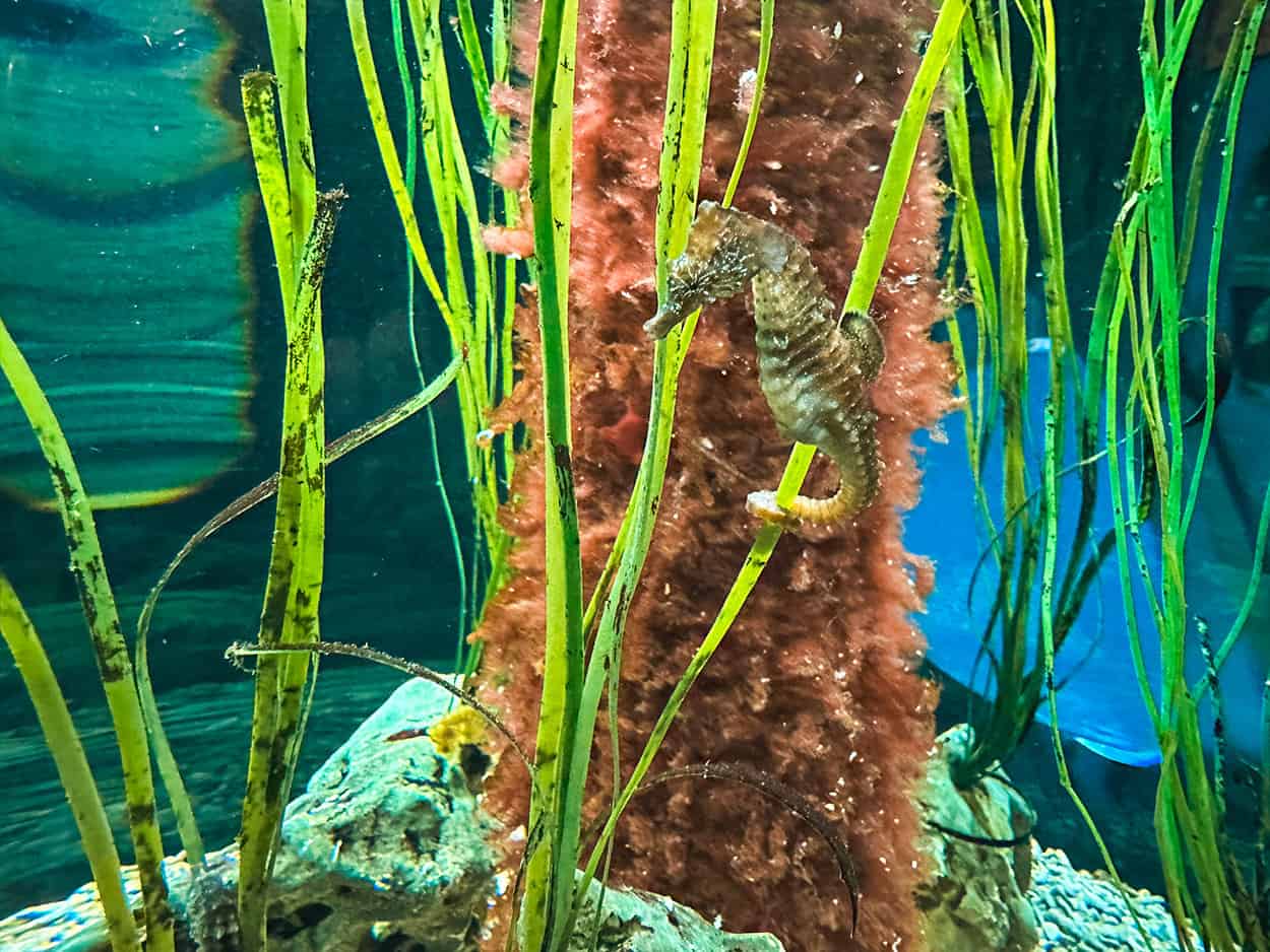 Dingle Oceanworld Aquarium Ireland