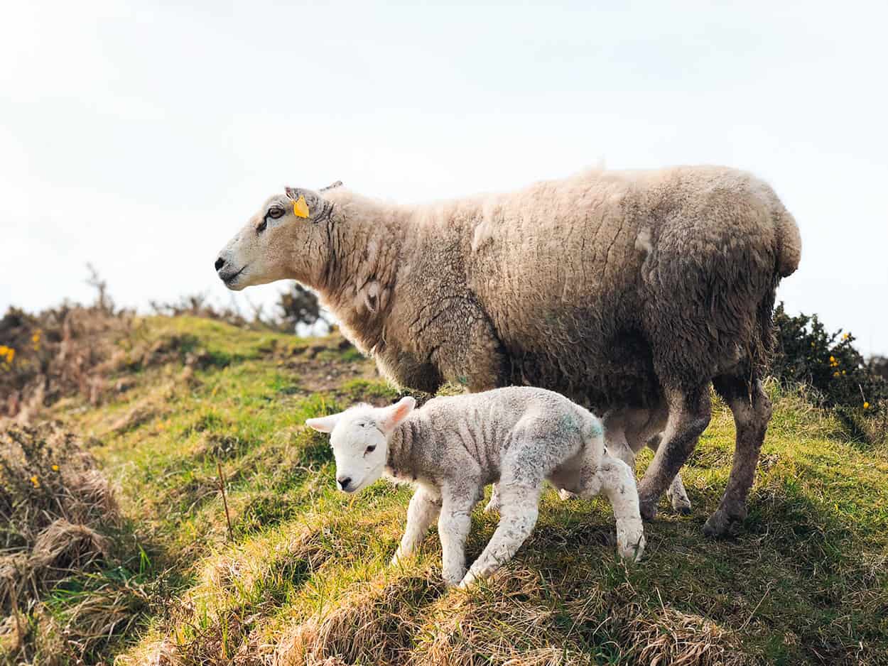Petting baby lambs in Dingle Ireland
