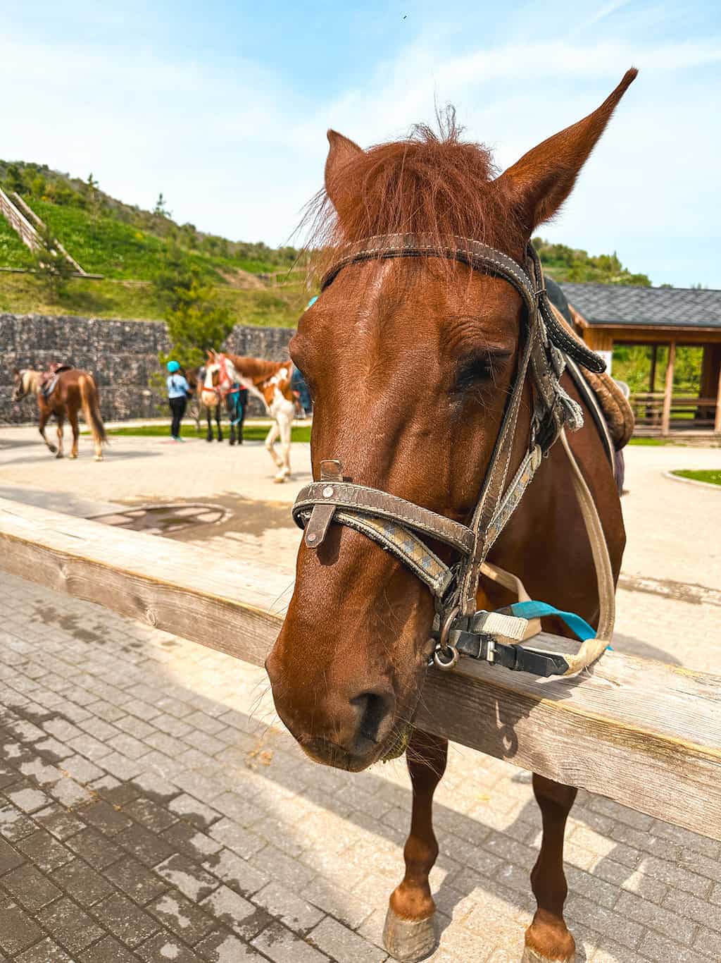 Horses in Kazakhstan