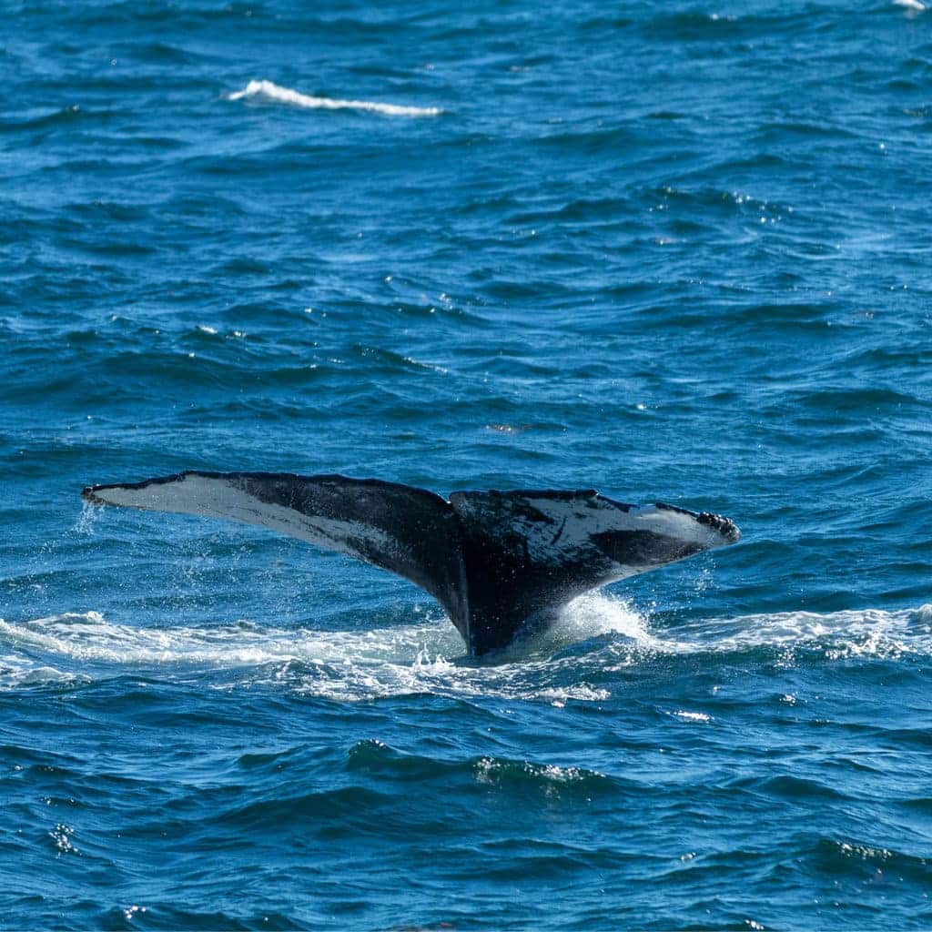 Whale watching in Maine