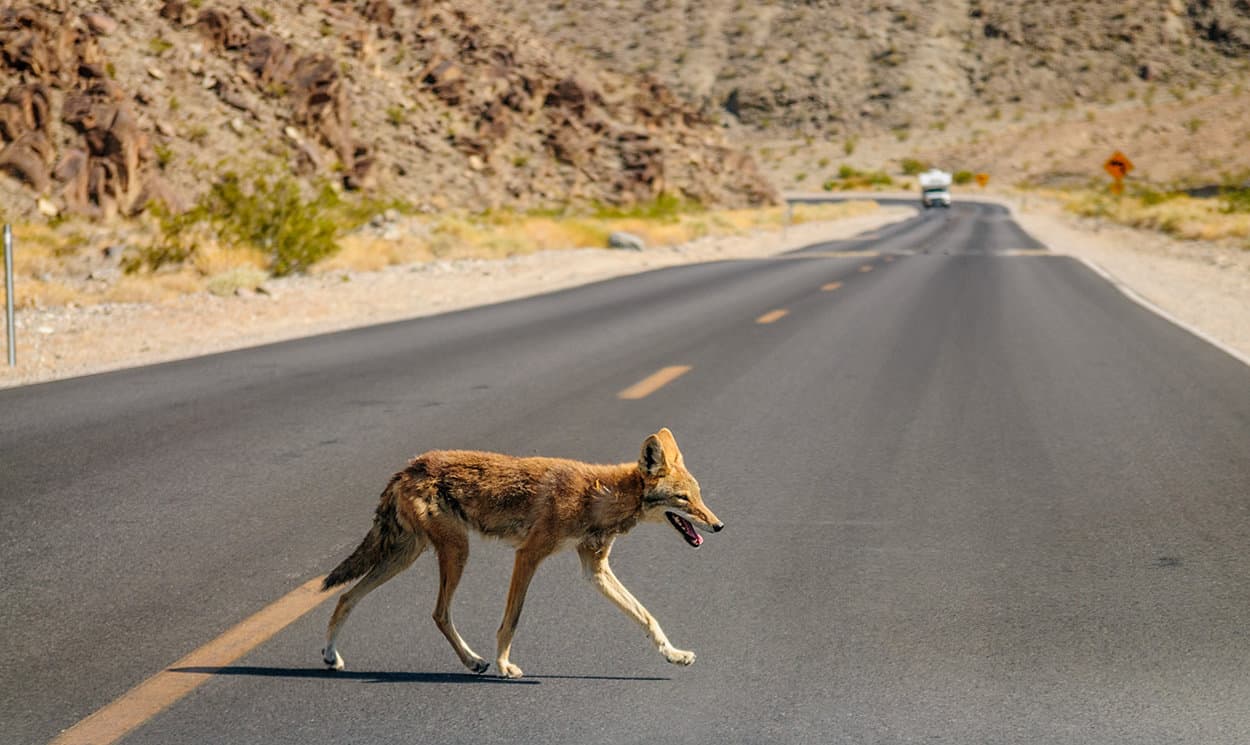 Coyotes in Death Valley National Park California