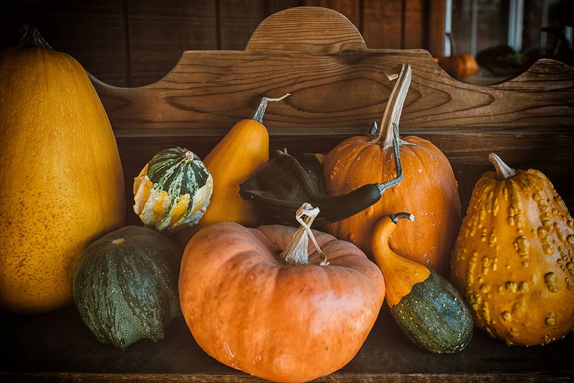 SF Bay Area Pumpkin Patches in California