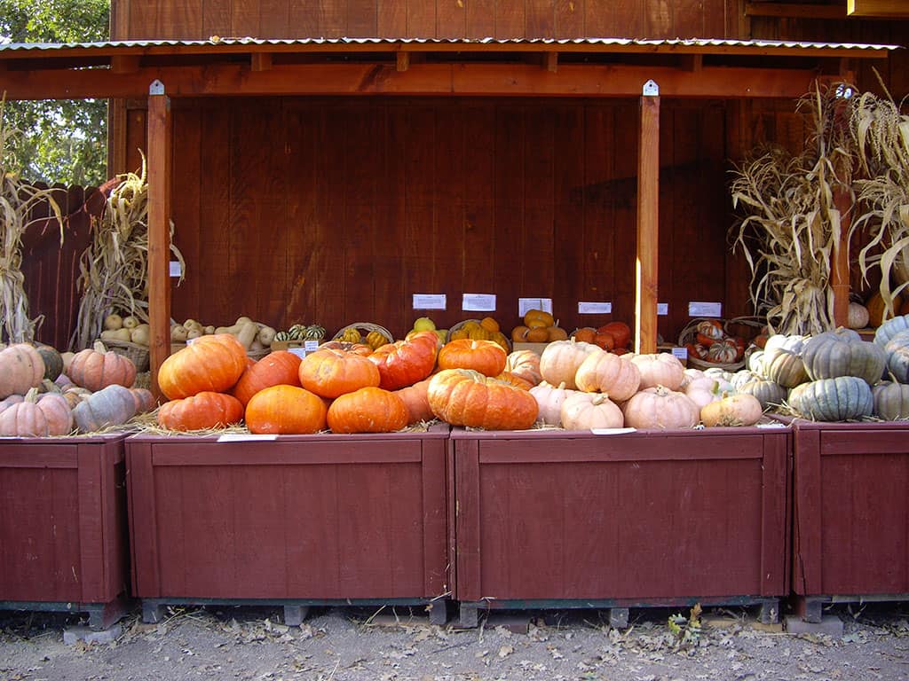 SF Bay Area Pumpkin Patches in California