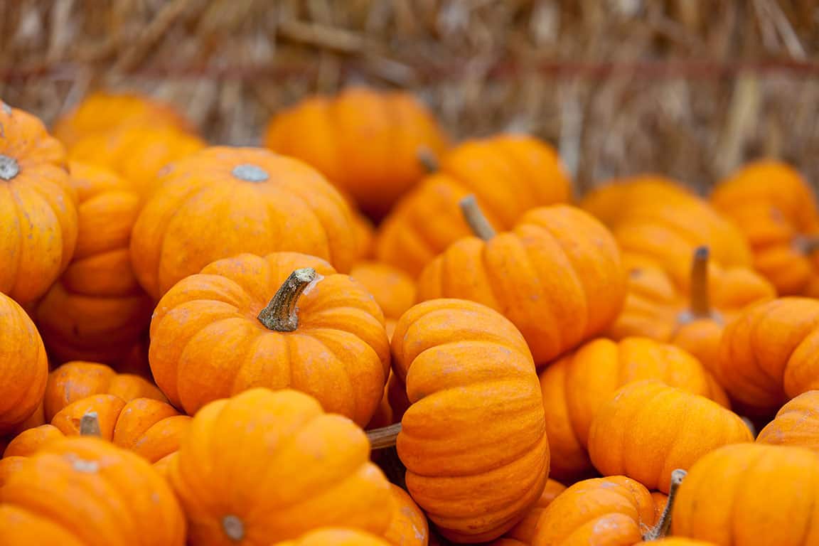 SF Bay Area Pumpkin Patches in California