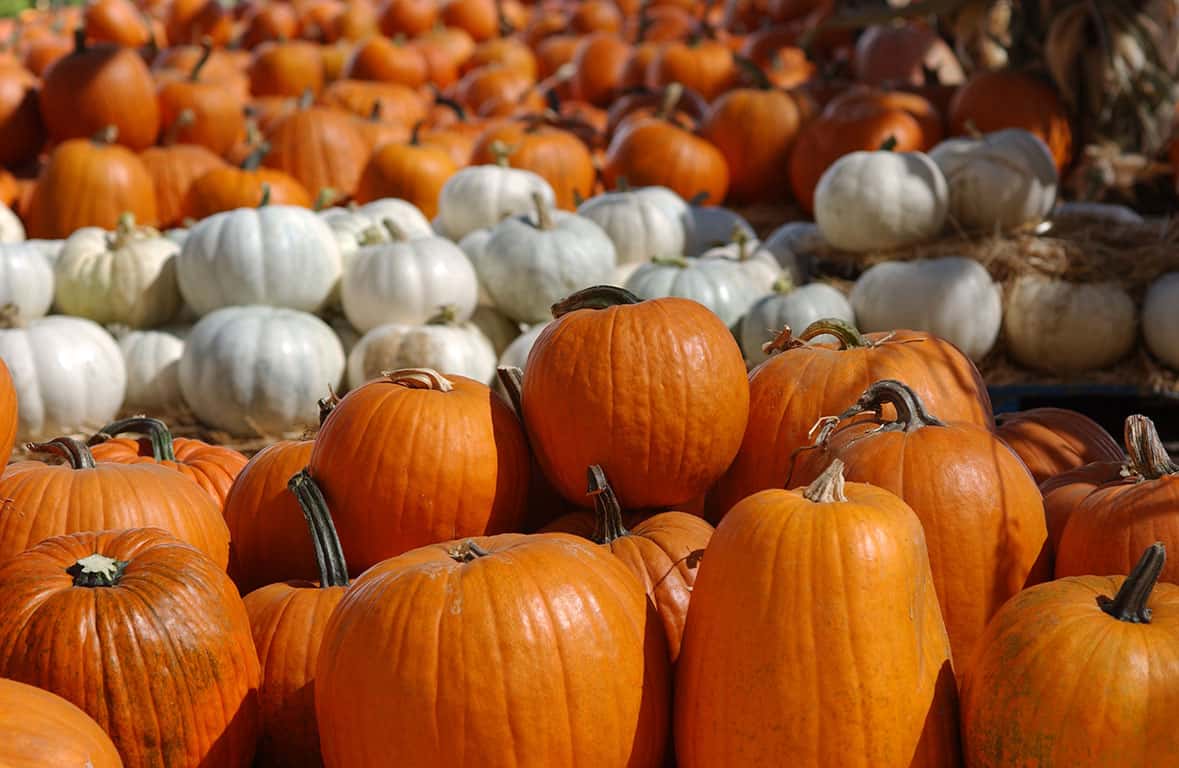 SF Bay Area Pumpkin Patches in California