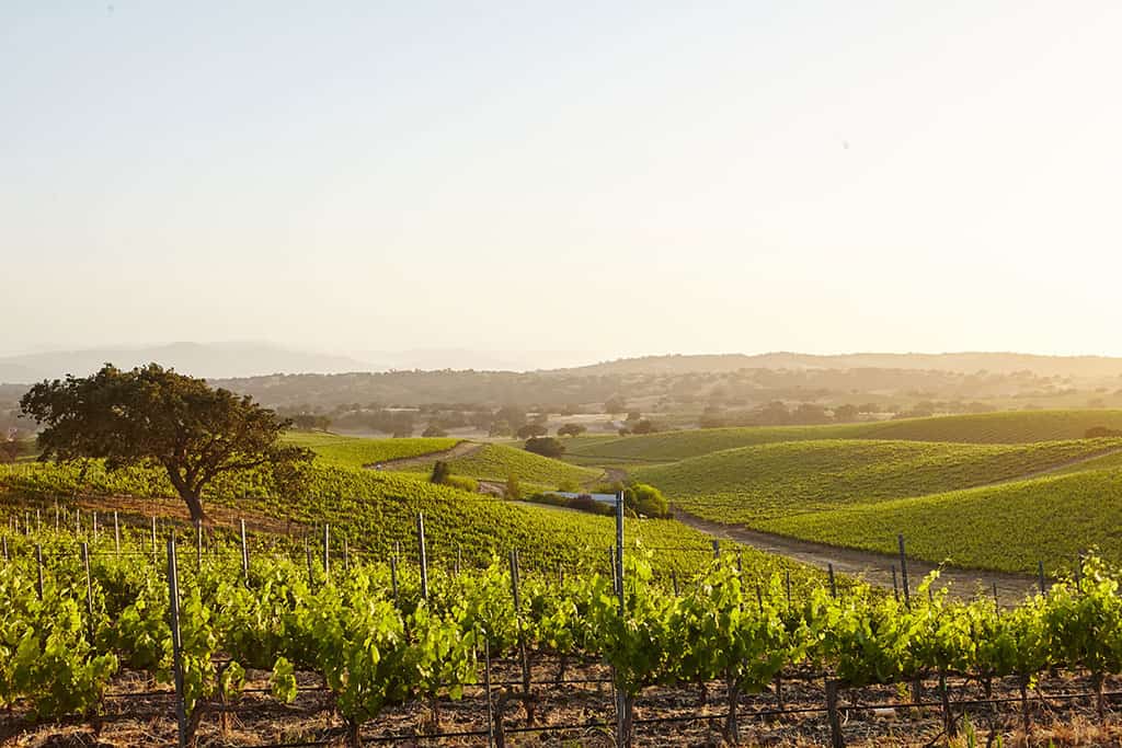 Santa Barbara wineries and vineyard in California