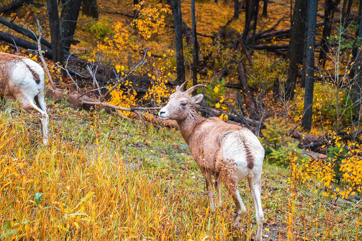 Mountain goats in Banff National Park in Alberta Canada