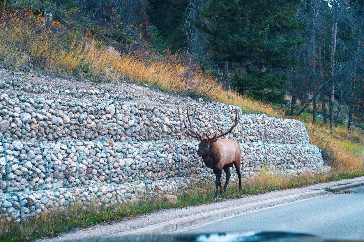 Elk in Jasper National Park Alberta Canada