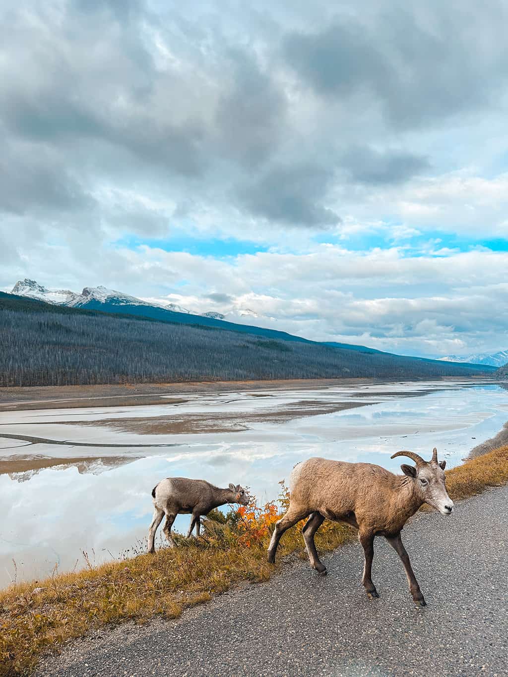 Mountain Goats in Jasper National Park Alberta Canada